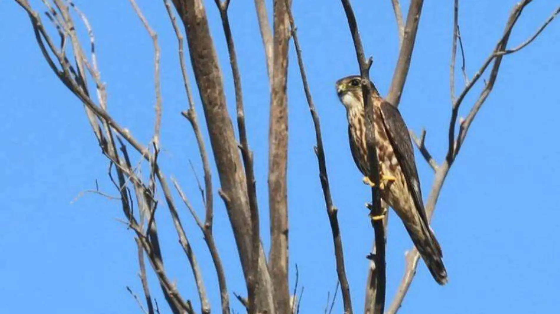 BCS privilegiado para Aves